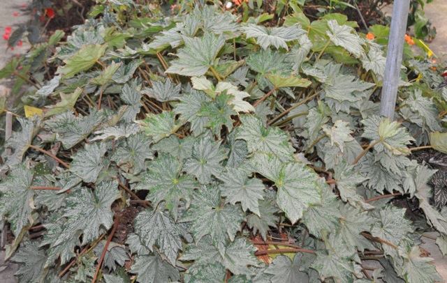 B. ‘Alfresco’